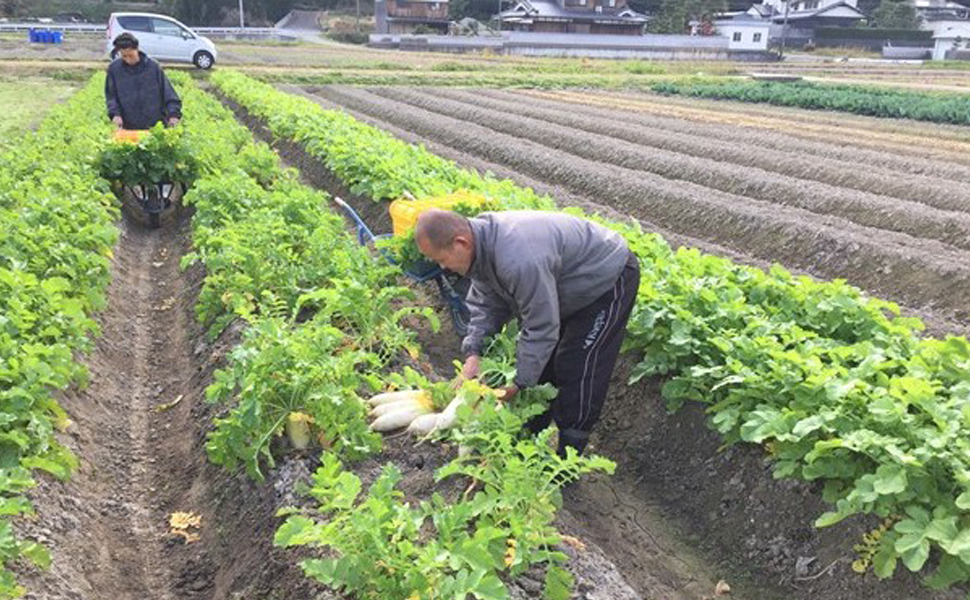 ラーフ農園 野菜の圃場①