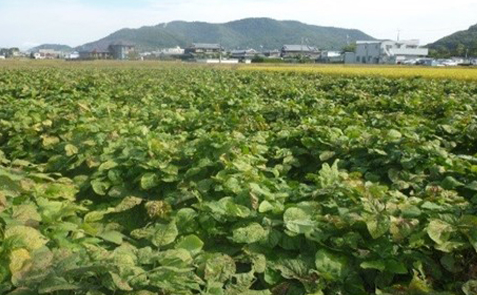 ラーフ農園 野菜の圃場②