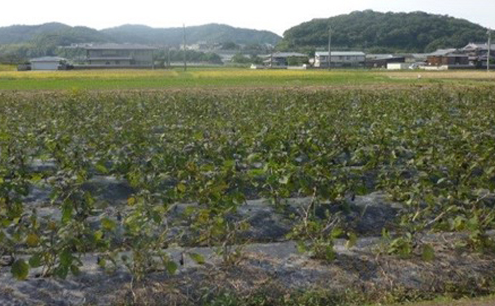 ラーフ農園 野菜の圃場②