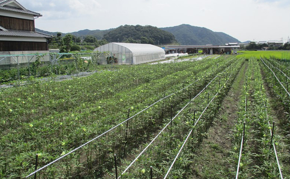 ラーフ農園  野菜の圃場③