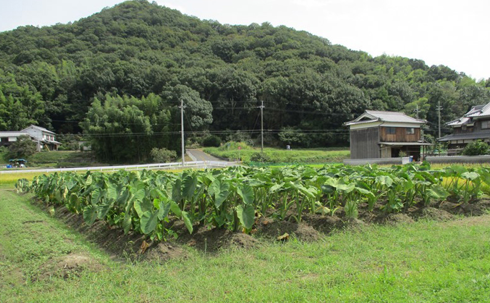 ラーフ農園 野菜の圃場④