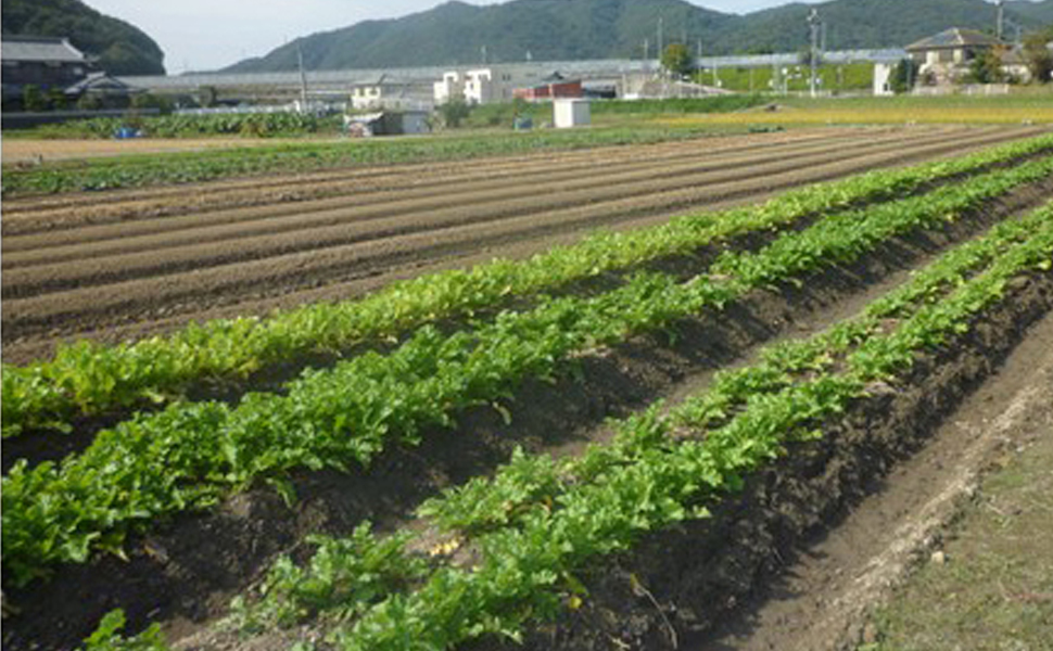 ラーフ農園  野菜の圃場⑤