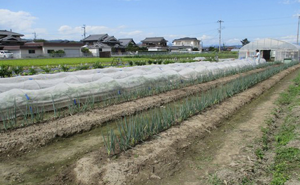 ラーフ農園  野菜の圃場⑤