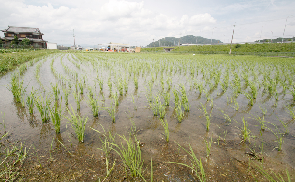 稲作風景