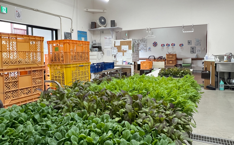 ラーフ・ウッド 野菜の出荷準備